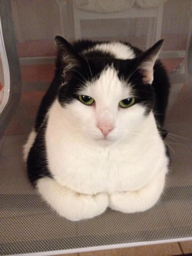 10363603_10152638100649900_2200171029257209591_n